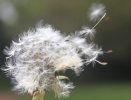 Pusteblume